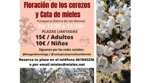 FLORACIÓN CEREZOS Y CATA DE MIEL BEE GARDEN