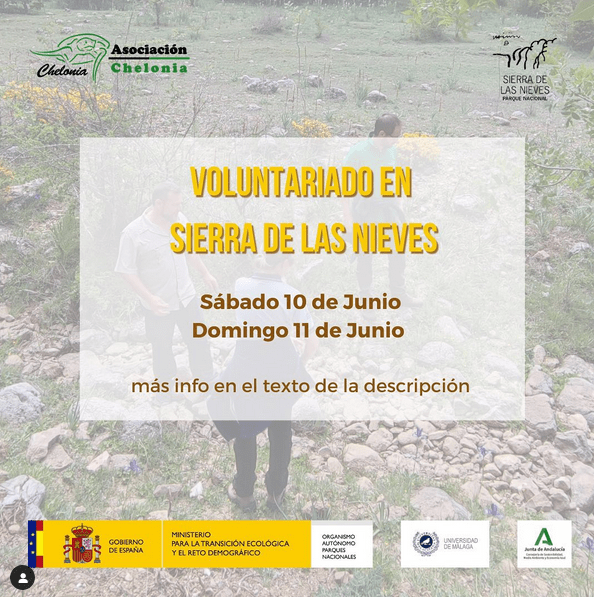 VOLUNTARIADO EN SIERRA DE LAS NIEVES