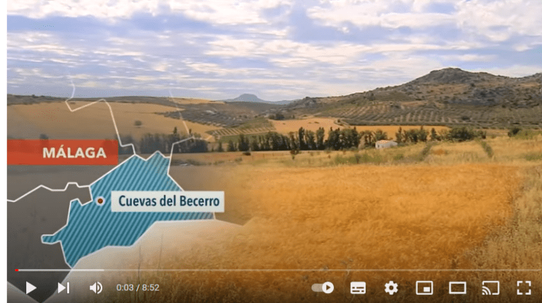 Recuperación de variedades antiguas y locales de trigo en la Serranía de Ronda